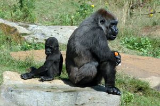 Gorilla gorillas Mountain gorilla at apenhaul about Democratic Republic of Congo Virunga Mountains